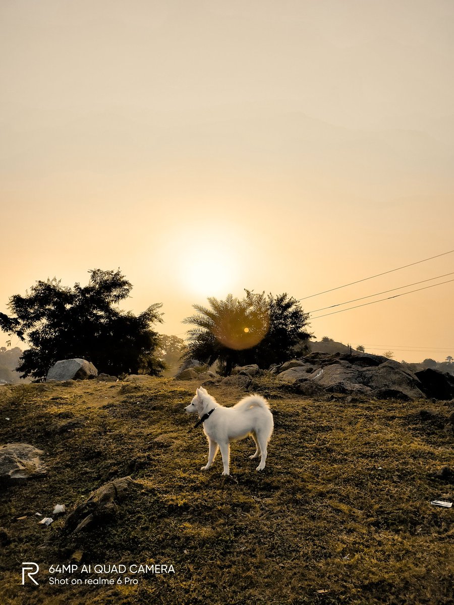 pixelsbyrishav's tweet image. Happiness is a warm puppy.🐕

#shotonrealme #realme6pro @realmemobiles @MadhavSheth1 @NeonVikash @FrancisRealme