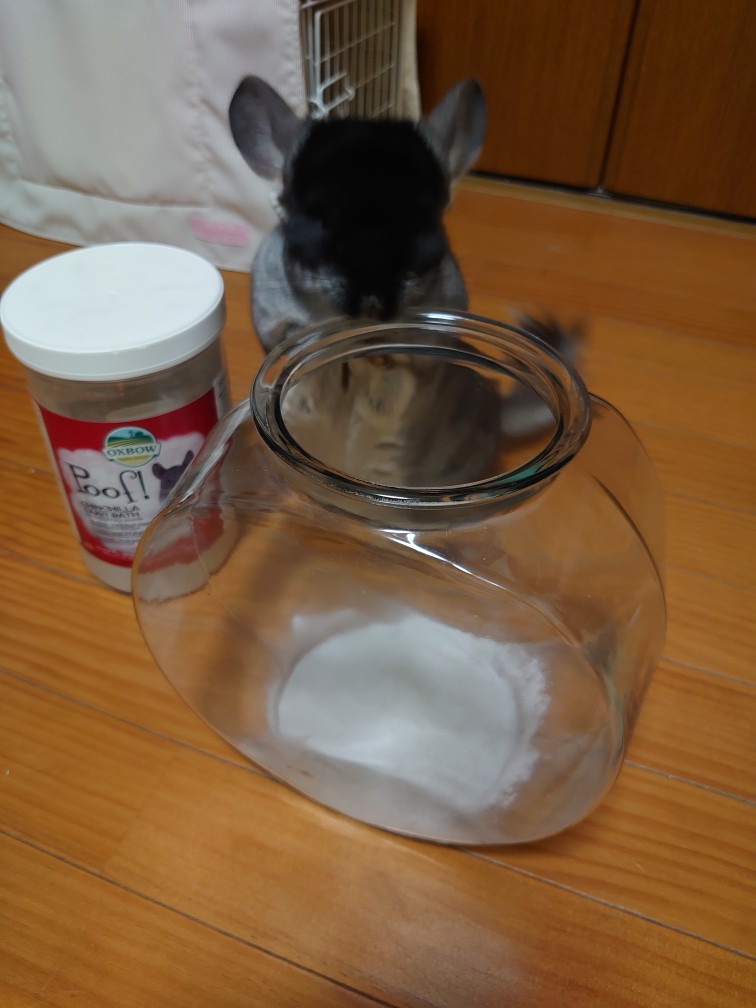 morino_b08's tweet photo. ベルベットもついにガラス壺デビューなるか？
警戒してるのか覗きはするけど入る気配はない(笑) https://t.co/pmXnHr8hkV