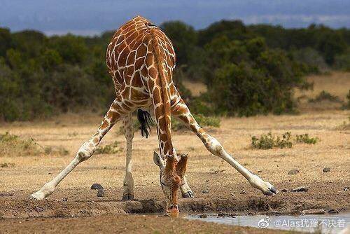ᕈolʏ̆̈ N | ᒎᐸ ૮₍ ´ ꒳ `₎ა | slow tweet media