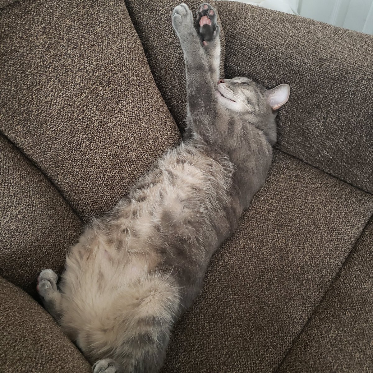 SmokeyDLee1's tweet photo. Happy "Toes-Upz" Tuesday Furrendz!! Haz a Pawsitive Pawz-tastic Day! ๐พ๐ค #cats #lazycat #TabbyTroop #bellyfloof #weluvmomo #CatsOfTwitter https://t.co/Ws07wRO5S9