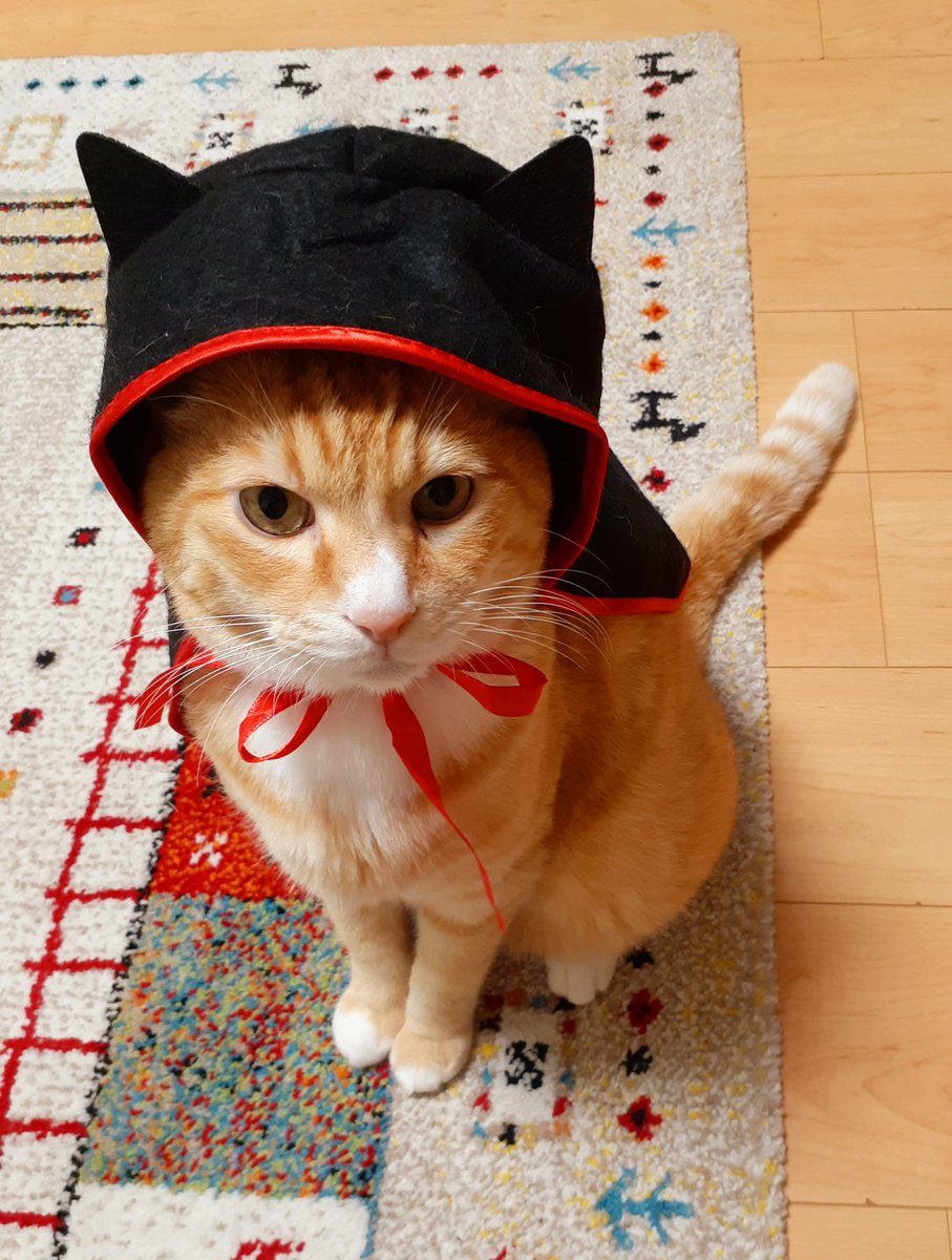 Happy Halloween ハロウィン 猫のいる暮らし 猫 小鳥遊 史緒のイラスト