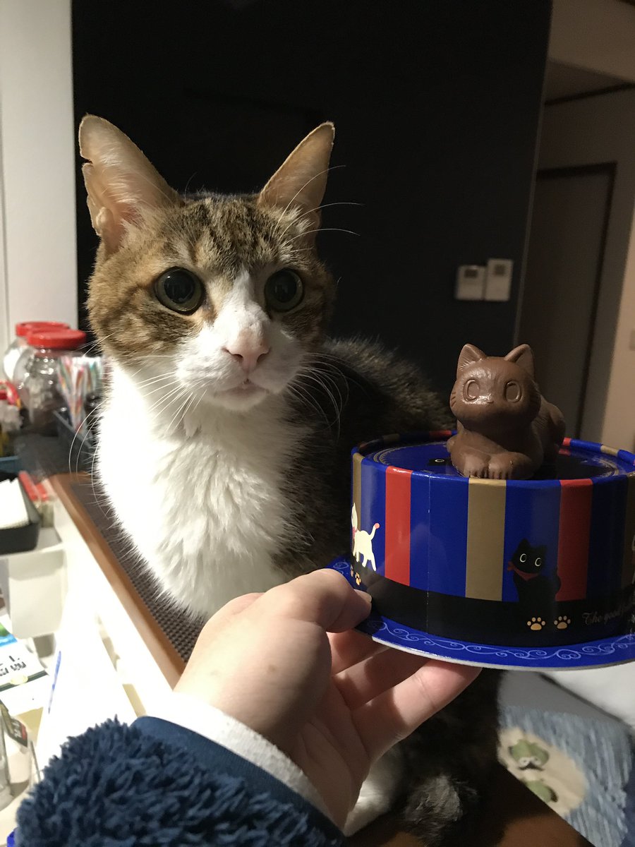 我が家の猫はいつも可愛い 2sbj0naaeqppoxv Twitter 我が家の猫はいつも可愛い 2sbj0naaeqppoxv Twitter