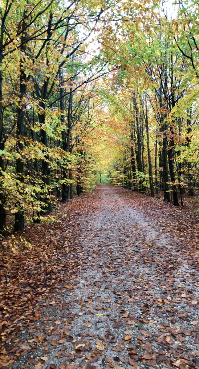 🍂🍁🌥