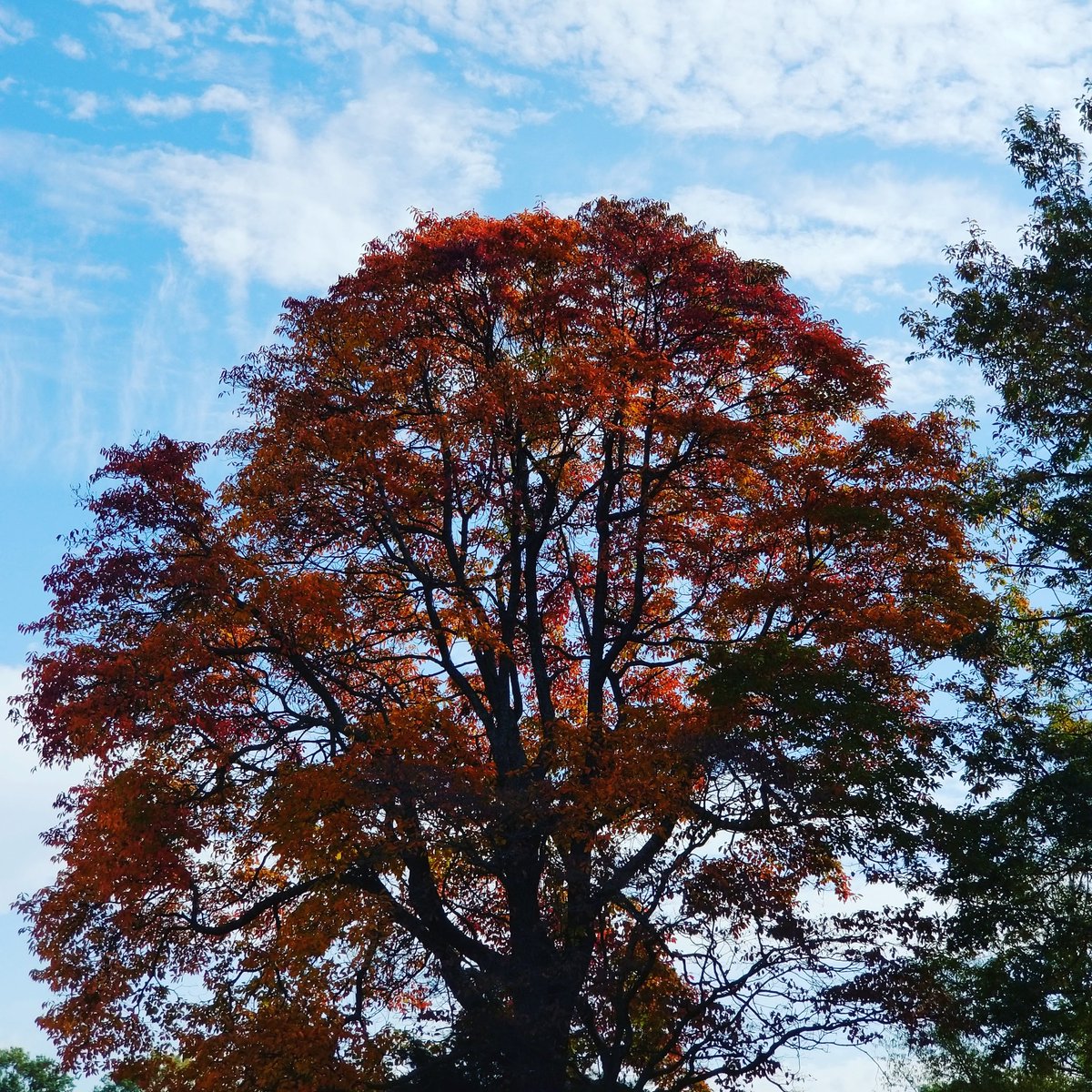 MonsterTreeMD's tweet image. Just another beautiful fall day in the DMV.  #TreesOfMontgomeryCountyMD #MonsterTreeService #TreeCareDoneRight