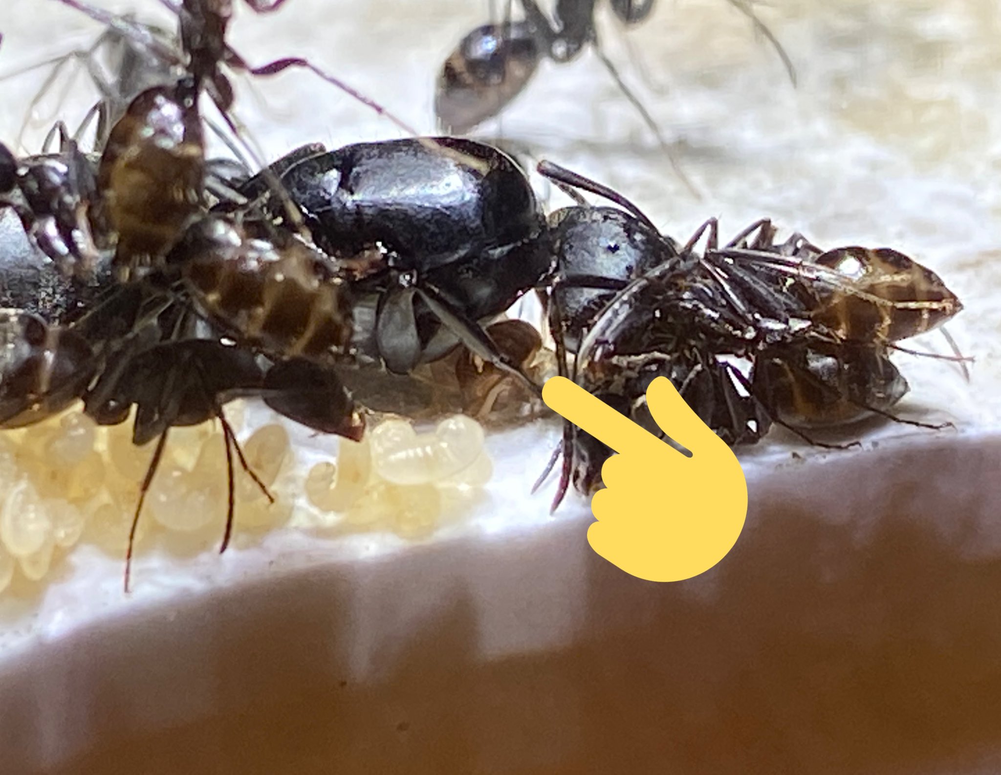 ありプロ トビケの巣から捕まえてきたアリヅカコオロギをクロオオアリの巣に入れたら 女王の下でベストポジションを取って周りのアリと仲良くやってます T Co 8u06dkxvbx Twitter