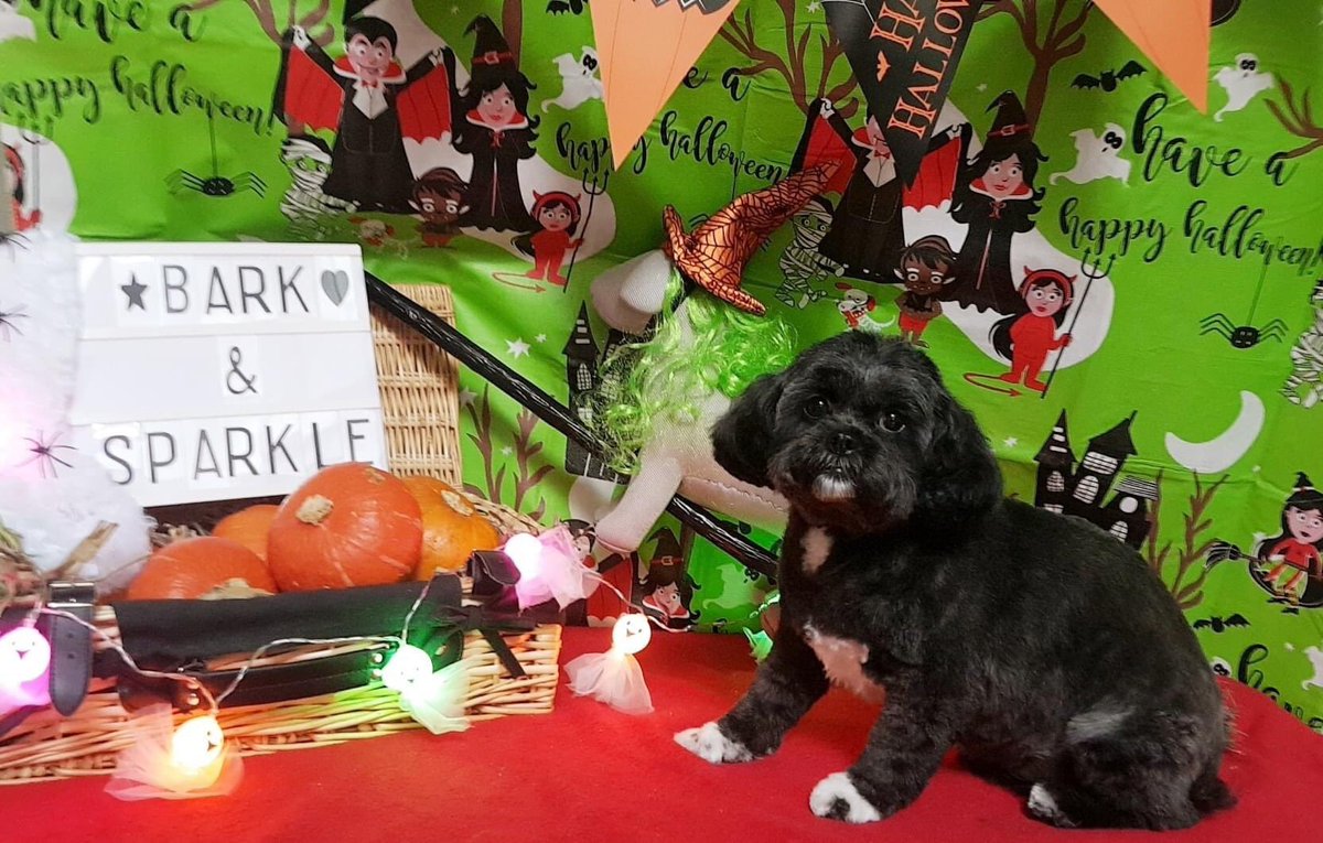 ModBentley's tweet image. My beautiful Mimi has been pampered @BarkSparkle in Hedon. She looks lovely as always.  Thank you 🐶🐾 💓