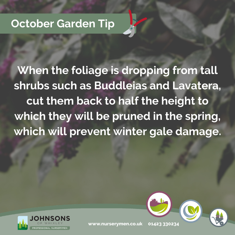 Have you cut back shrubs such as Buddleia and Lavatera yet? for more #October hints and tips head to our blog post below⬇️
nurserymen.co.uk/october-2020-g…

#TipTuesday #HintsAndTips #Gardening #Outdoors