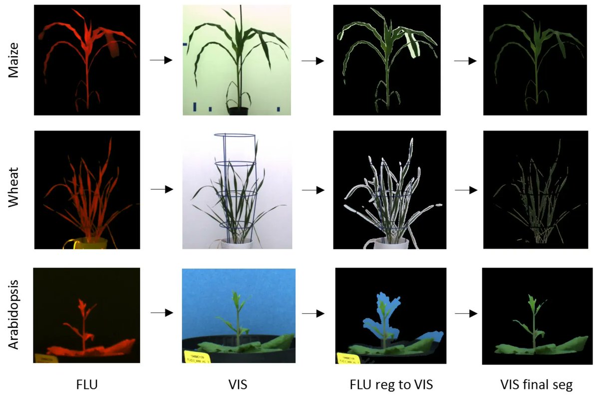 sci_plant's tweet photo. A two-step registration-classification approach to automated segmentation of multimodal images for high-throughput greenhouse plant phenotyping

https://t.co/7jCWkWNXfs
#plantsci #plantphenotyping #plantmethod ♻️ https://t.co/CRmu6uTViX