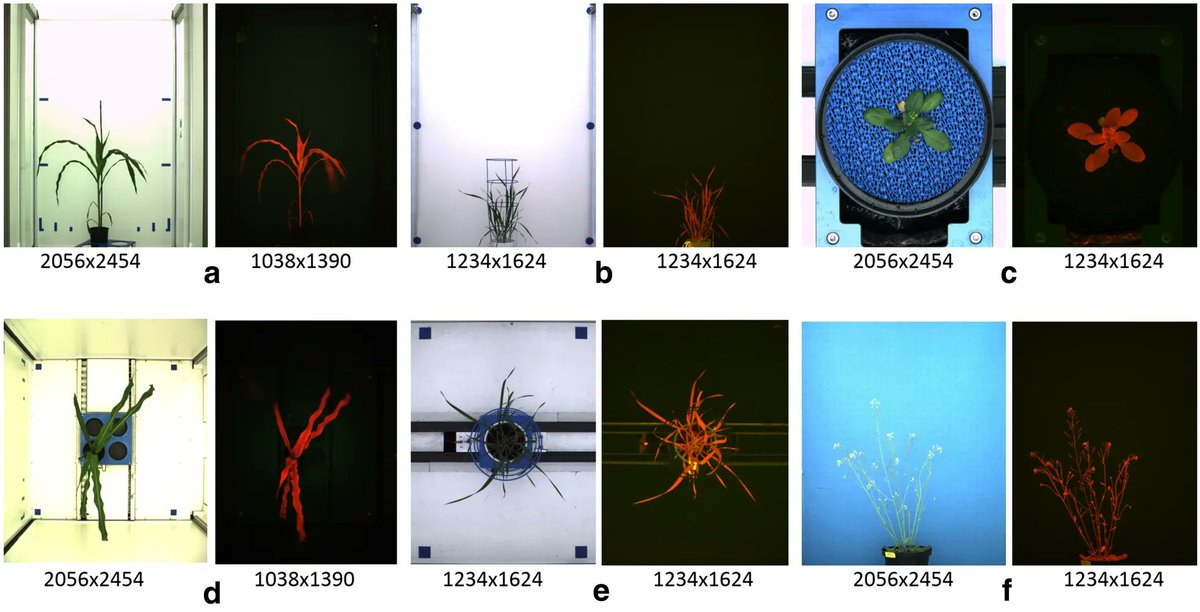 sci_plant's tweet photo. A two-step registration-classification approach to automated segmentation of multimodal images for high-throughput greenhouse plant phenotyping

https://t.co/7jCWkWNXfs
#plantsci #plantphenotyping #plantmethod ♻️ https://t.co/CRmu6uTViX