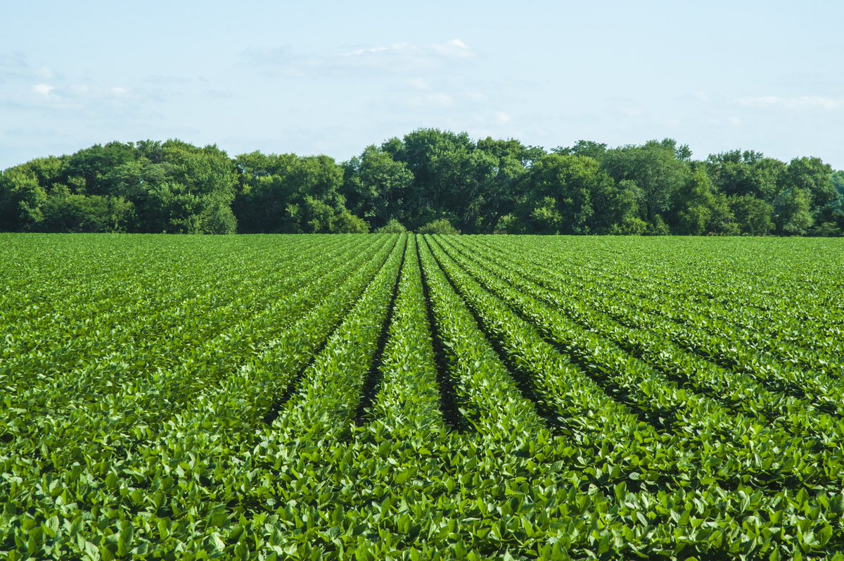 can you tell apart these crops?
