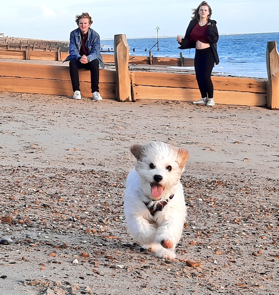 DarwinDaDog's tweet photo. Here is a close up guys! I just can't believe how speedy I is! My mommy says I is like Usain Bolt! Go me! #Darwindadog #speedyboy #puppylife #ilovethebeach https://t.co/9ne0acotqe