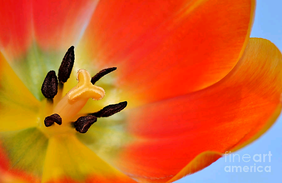 #Natures #Amazing #Colors by Kaye Menner #prints #products at https://t.co/QVLWekilsx https://t.co/5RkWzwuEhu