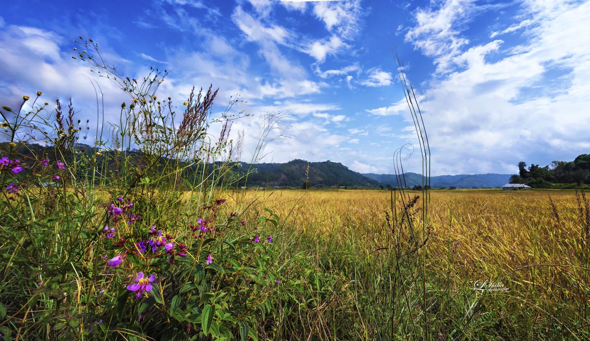 ShillaLeeno's tweet photo. #paddyfield #ricefield #wildflowerhour #jowai #Meghalaya #India #explorecountryside https://t.co/gXPJ98NG5e