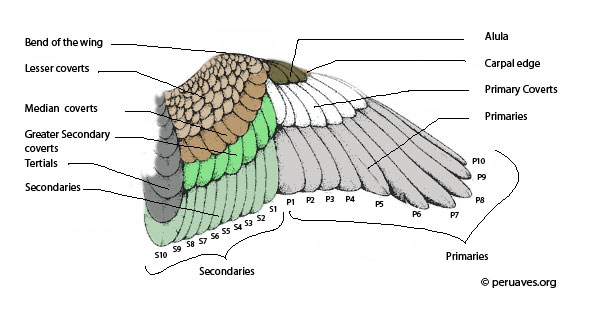 Coverts are the feathers that overlap the bases of other, larger feathers. We tend to look most frequently at the secondary and/or primary coverts. Image from  @peruaves  https://www.avianreport.com/bird-flight-tail-feathers/