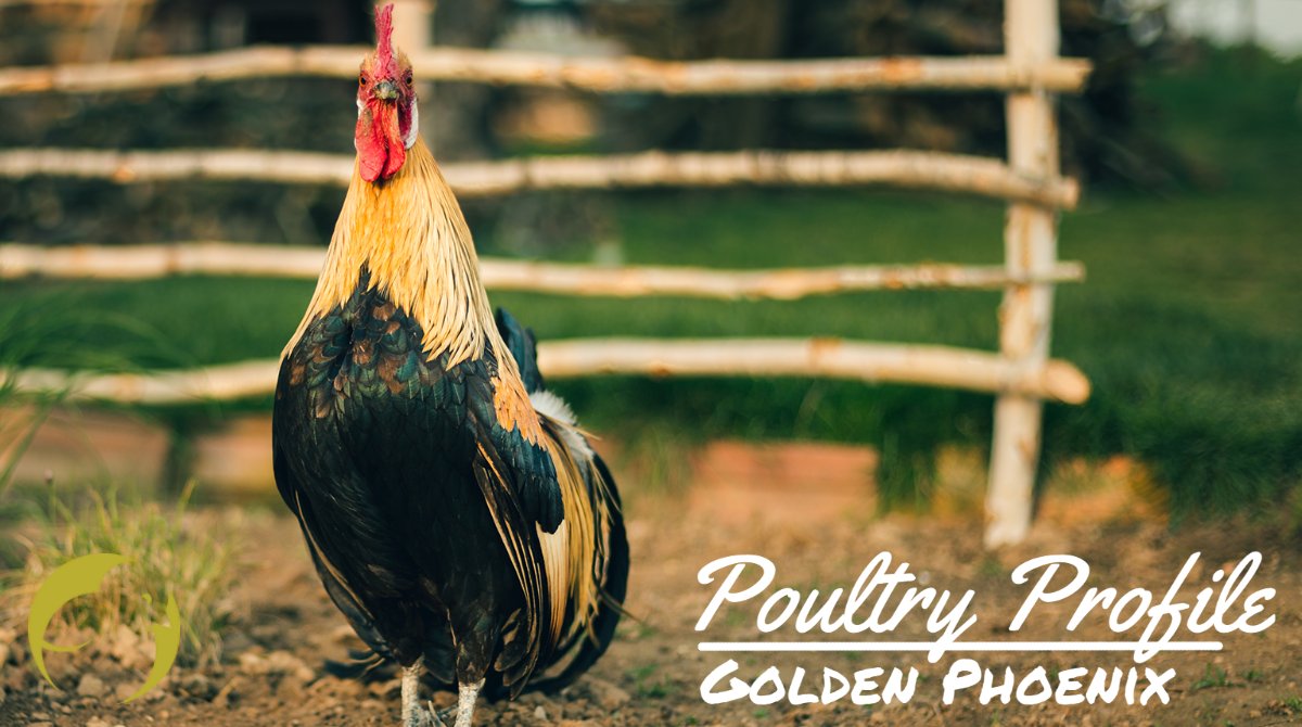 welphatchery's tweet photo. This week’s #PoultryProfile is the Golden Phoenix. It is one of our most striking breeds because of its long tail feathers. They were developed in the US from a Japanese breed called the Onagadori. They are hardy birds and are not particularly friendly. #WelpHatchery #Chickens https://t.co/DYJqBWB5QN