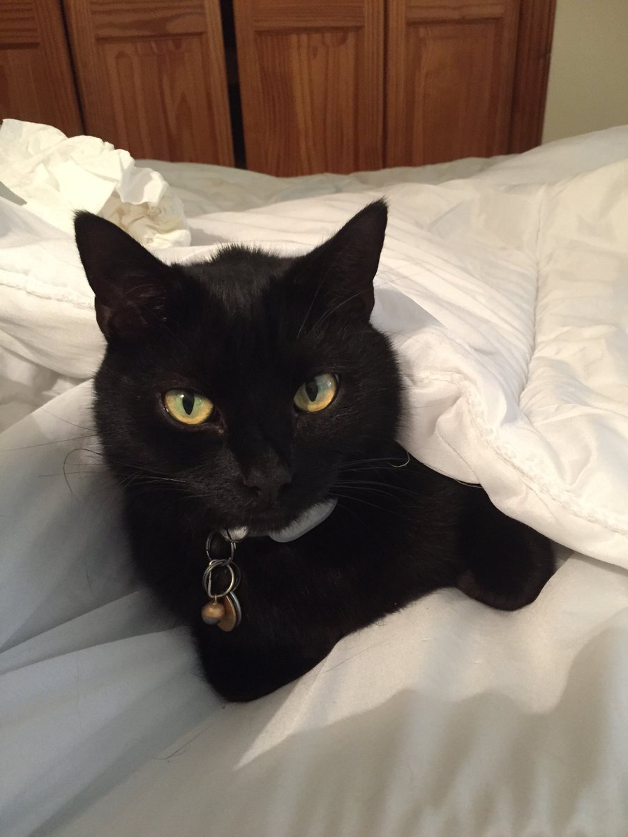 Happy black cat day Enzo.#BlackCatDay #loveblackcats
