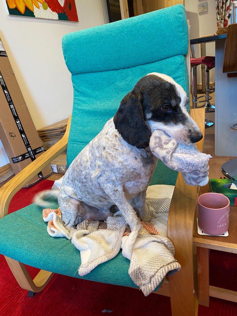 ArtbyKirsti's tweet photo. Grooming day today. Theyโre like different dogs ๐๐
#dogs #groomingdogs https://t.co/S0fbMHw79q