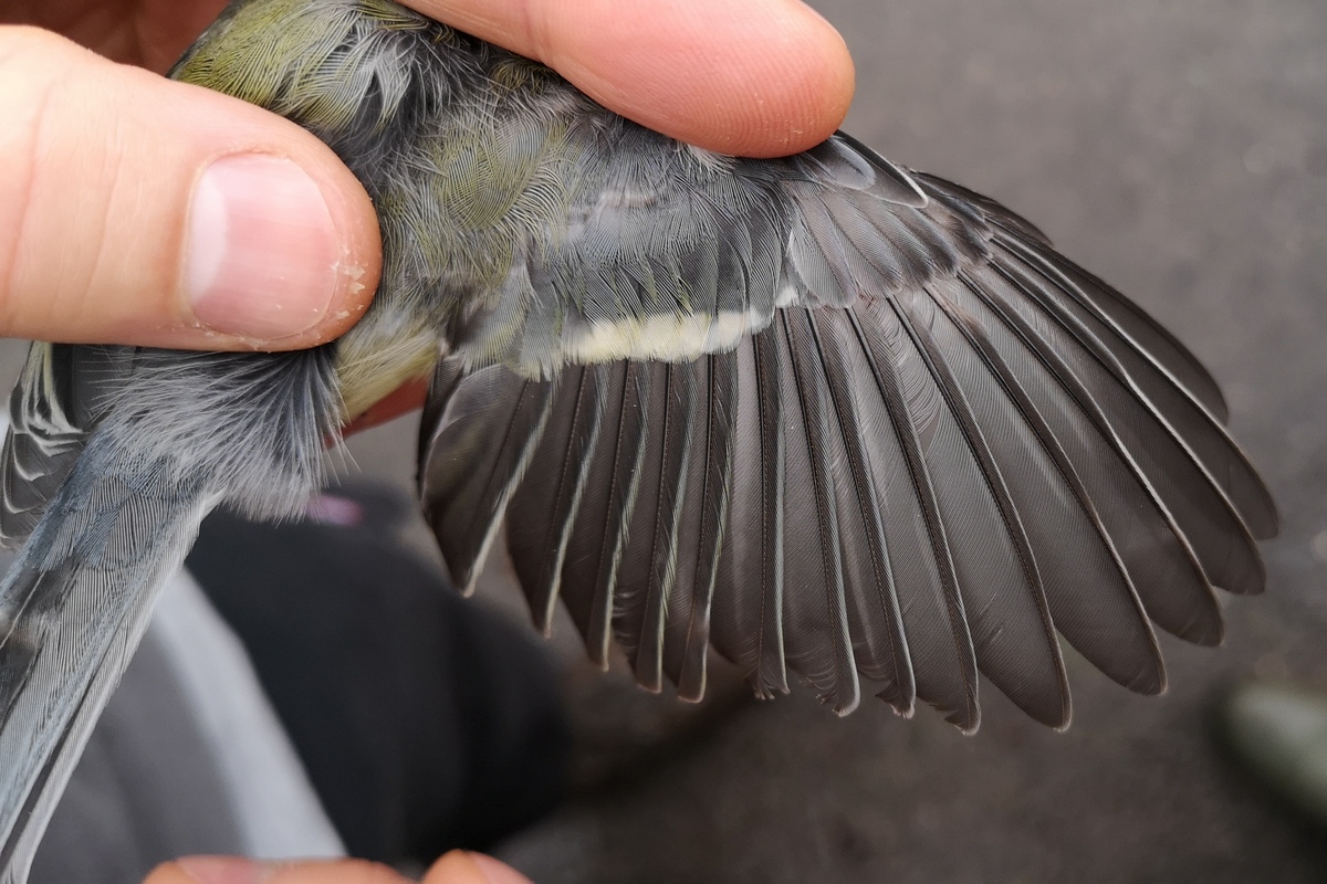 On the wing, we try to detect a contrast between old, juvenile secondary coverts (muted, with a buff-yellow tip and greenish fringe) and new, adult feathers (white tip and a blueish fringe).