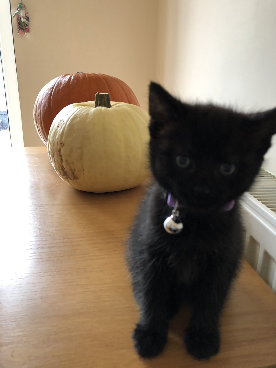 Becx14's tweet photo. Apparently it’s black cat day today. Soo #happy #BlackCatDay #goodluck https://t.co/2iIQFeAIvS