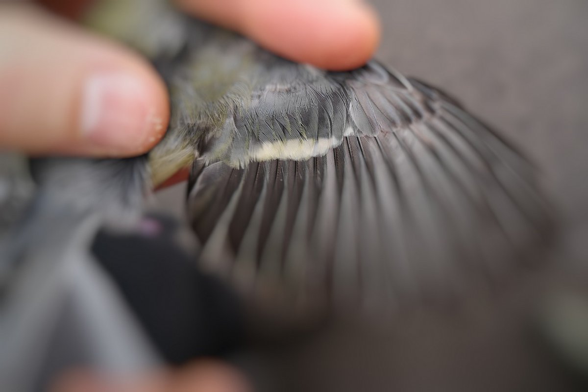 On the wing, we try to detect a contrast between old, juvenile secondary coverts (muted, with a buff-yellow tip and greenish fringe) and new, adult feathers (white tip and a blueish fringe).