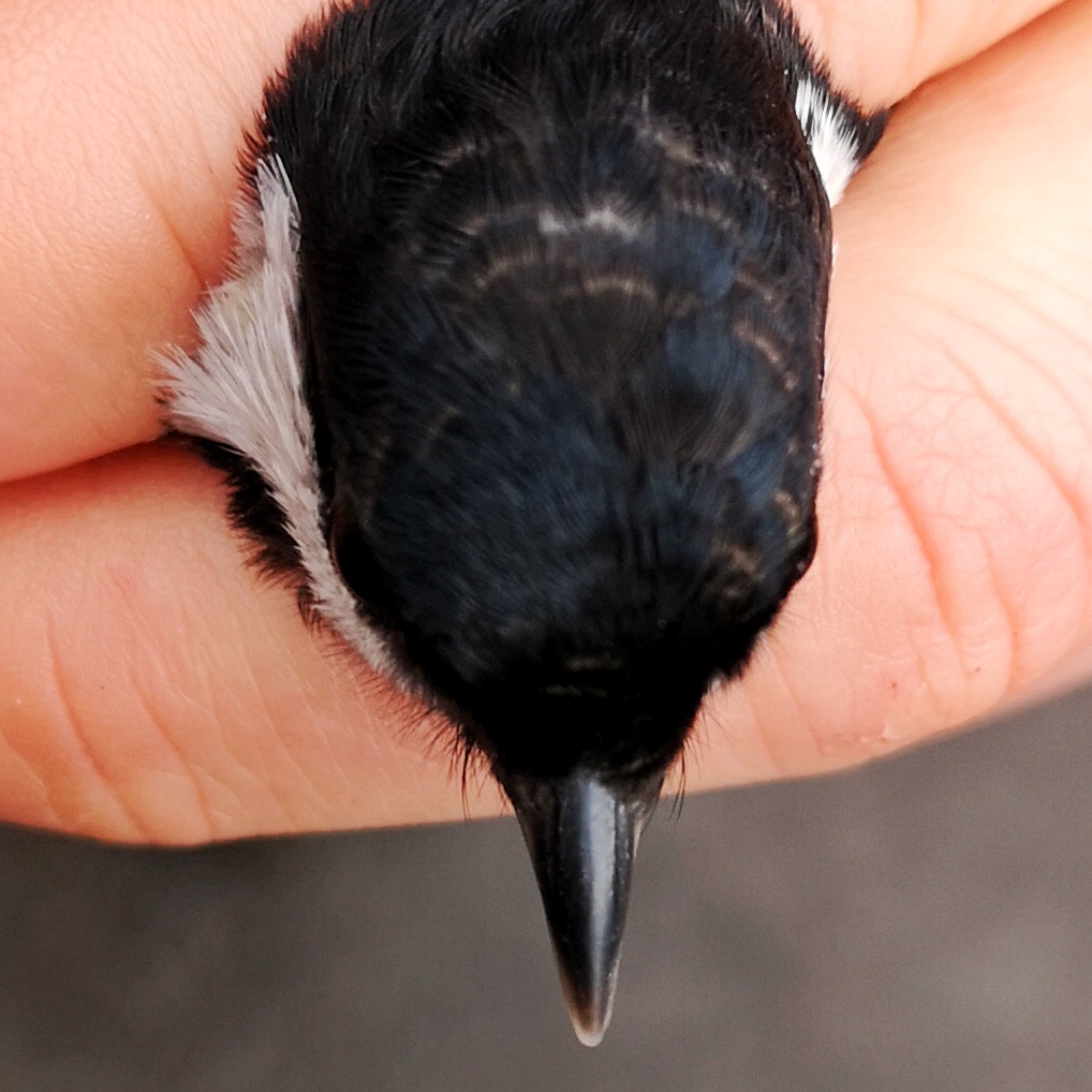 On the crown, we can see that some feathers have a brown outer fringe. These are juvenile feathers - an adult would have an entirely black cap.