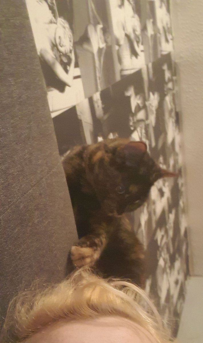 Catching mums hair 😺
It's such a fun game to play!
#kitty #CatsOfTwitter #Caturday #tunatusday #kitten #kittensoftwitter #TuesdayThoughts #TuesdayTreat https://t.co/lypHea00xI