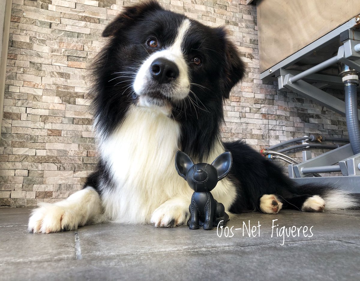 gosnetfigueres's tweet photo. Pacha, fantástico #bordercollie... un placer trabajarlo, un regalo conocerlo y haber conseguido complicidad máxima ♥️🐾✂️😍 #gosnetfigueres #belleza #mircat #equipazo #mascotas #diadelperro #partidopacma #spam #caninos #perros #figueres #empordà #bondia #gracies #gracias #amor https://t.co/vfSdbEfNaa