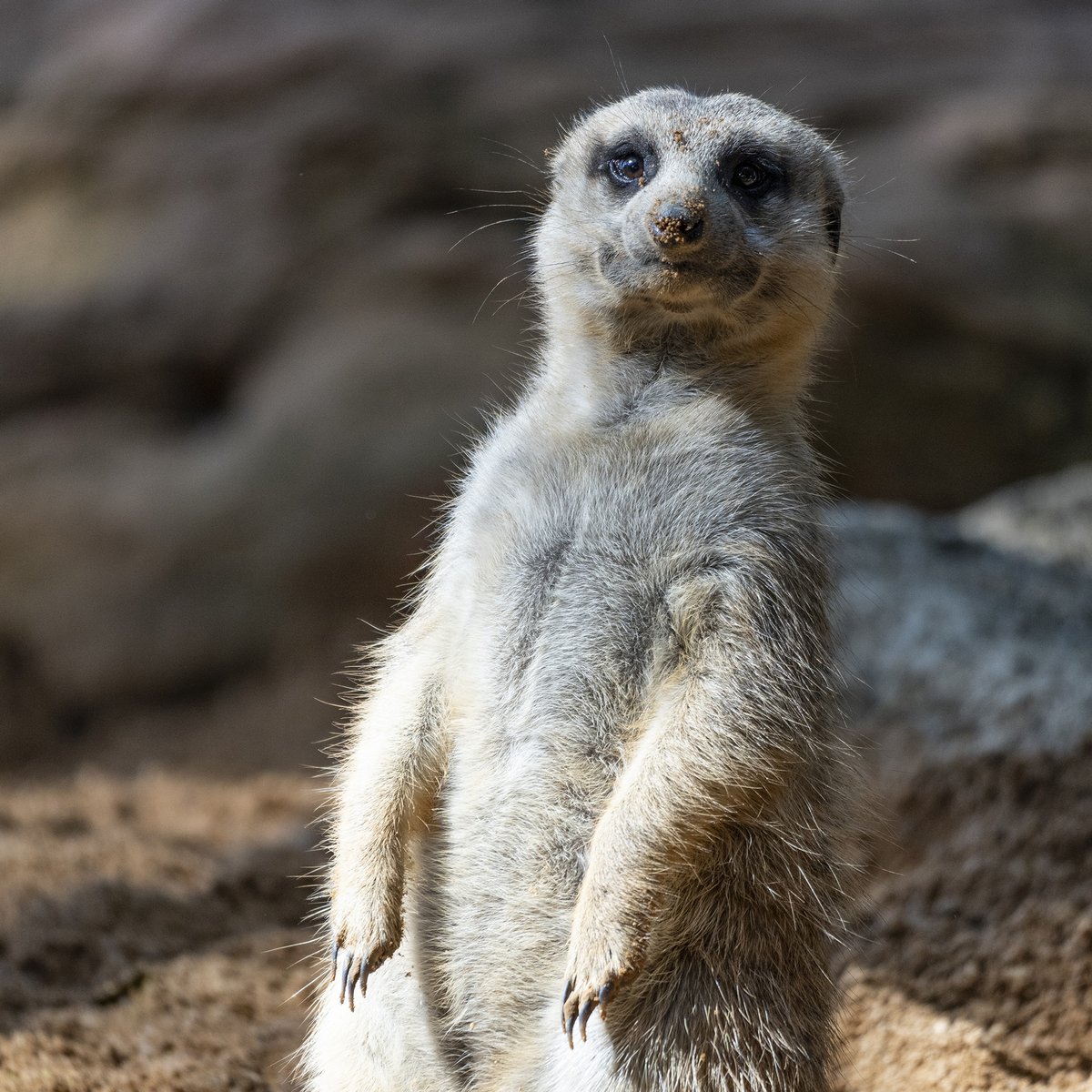 Bioparc's tweet photo. CARNÉ ANUAL DOCENTE GRATIS* 👩‍🏫 Si eres docente, puedes obtener tu Carné Anual Docente gratis para visitar BIOPARC Valencia durante todo el año 😉 Participa en esta breve encuesta y te regalamos el CAD (número limitado de CADs). Enlace encuesta: https://t.co/5WfTjUtytL https://t.co/eOinwkPkKv