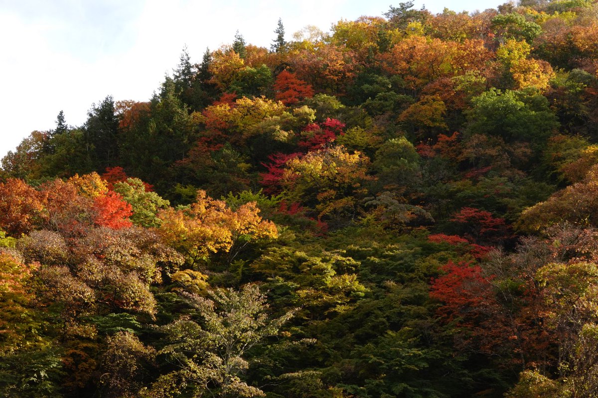 nob's tweet photo. 今日は横谷渓谷に紅葉狩り。
乙女滝周辺。 https://t.co/QBsQf7Q7BL