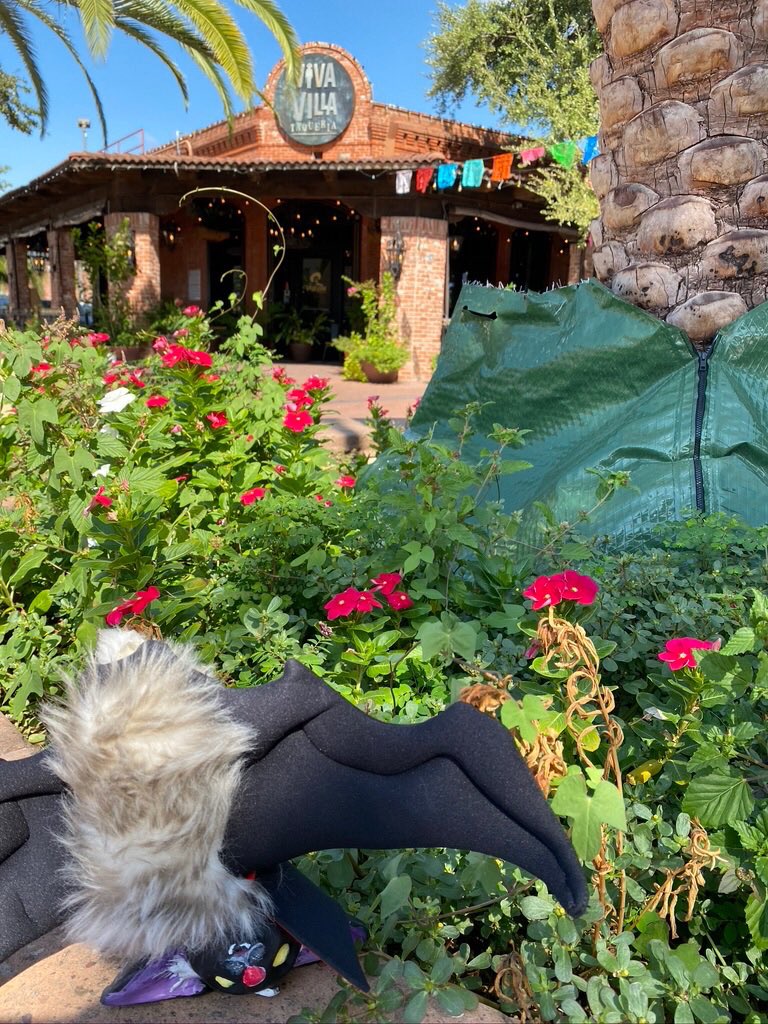 BatholomewBDT's tweet photo. Bat does a taqueria -- yum! 
#batdoesthat #batober #batdoesday27 #4daysuntilhalloween #batdoessat #militarycityusa #sanatonio #batcantwait #taqueria #batdoestacos https://t.co/li1kh4vpOT
