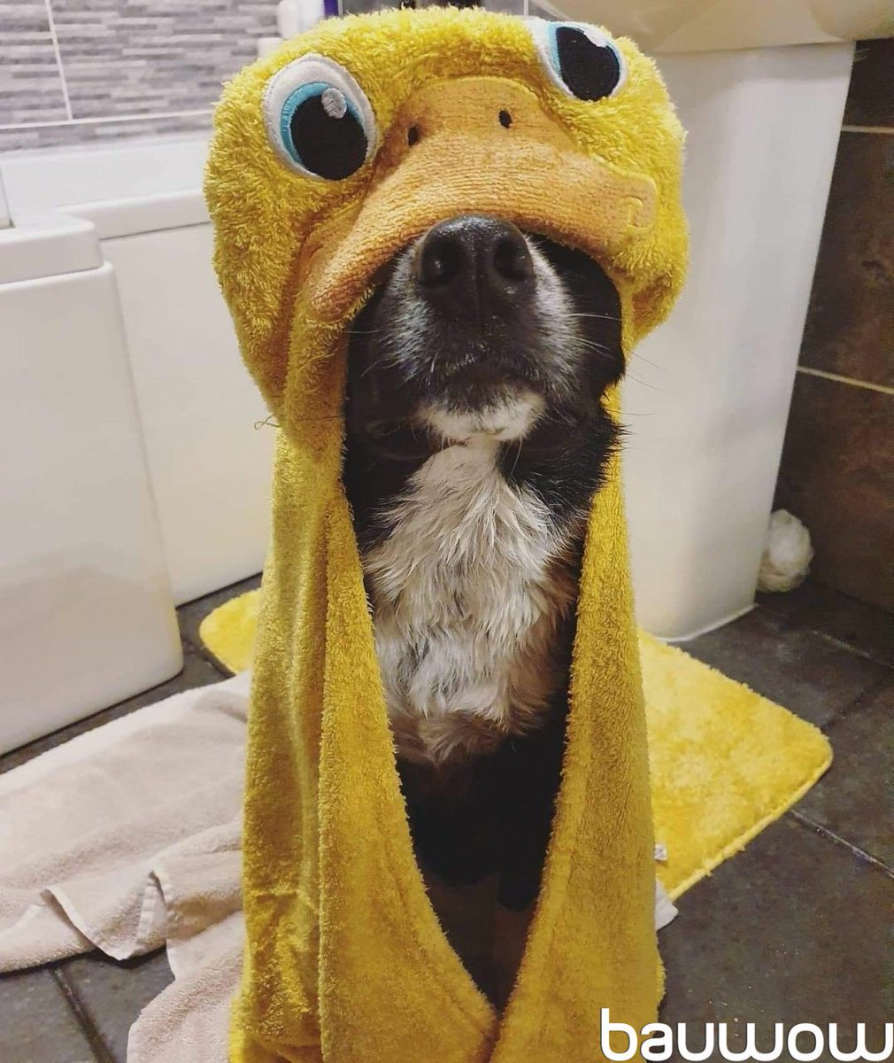Diego: Bath time was made all better when mum turned me into a ducky 🦆😁 #PetsOfBauwow #TheDailyBark

Join Bauwow 👉 onelink.to/s26zbc