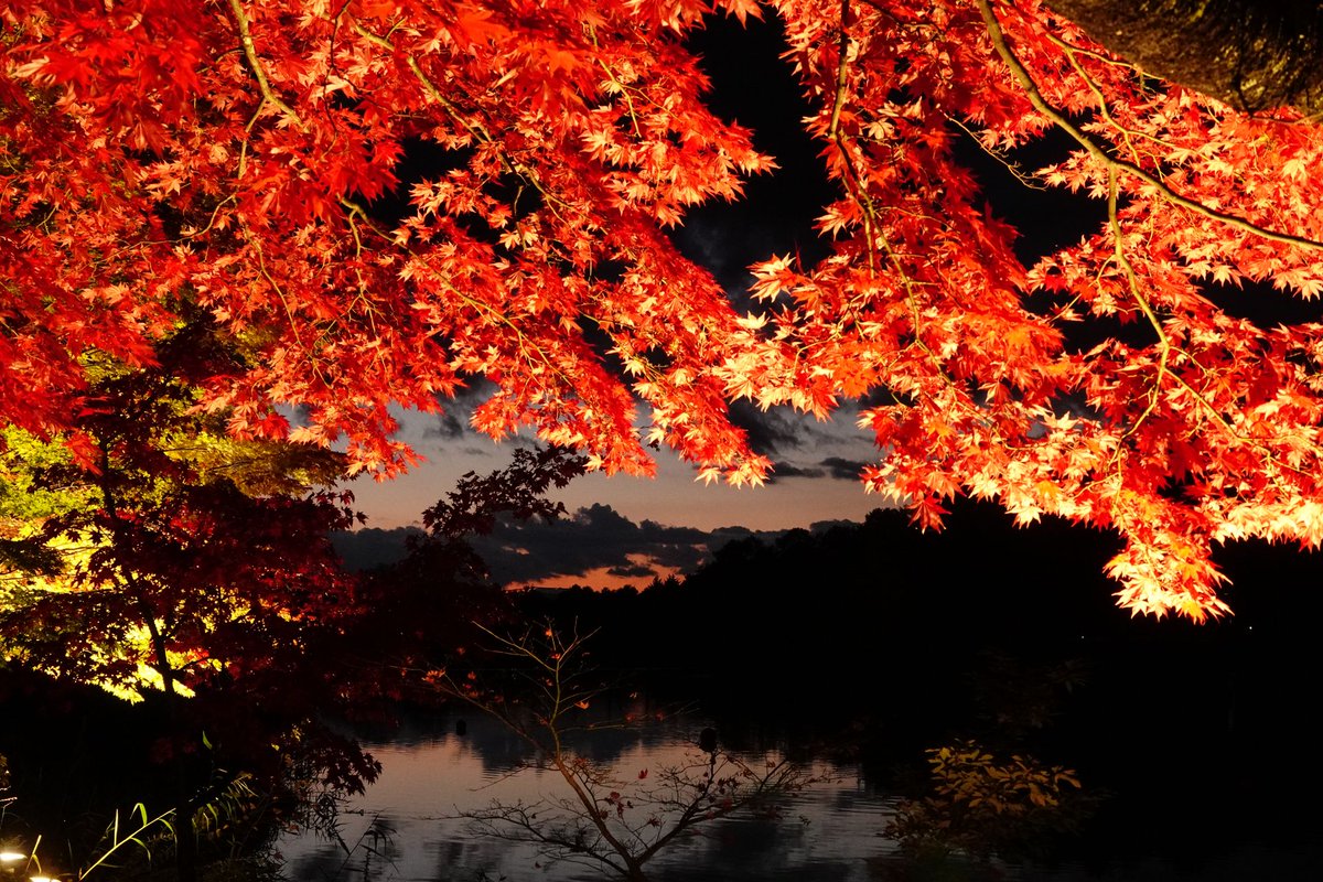 nob's tweet photo. 蓼科湖、紅葉のライトアップ。 https://t.co/qkPMioJi7J