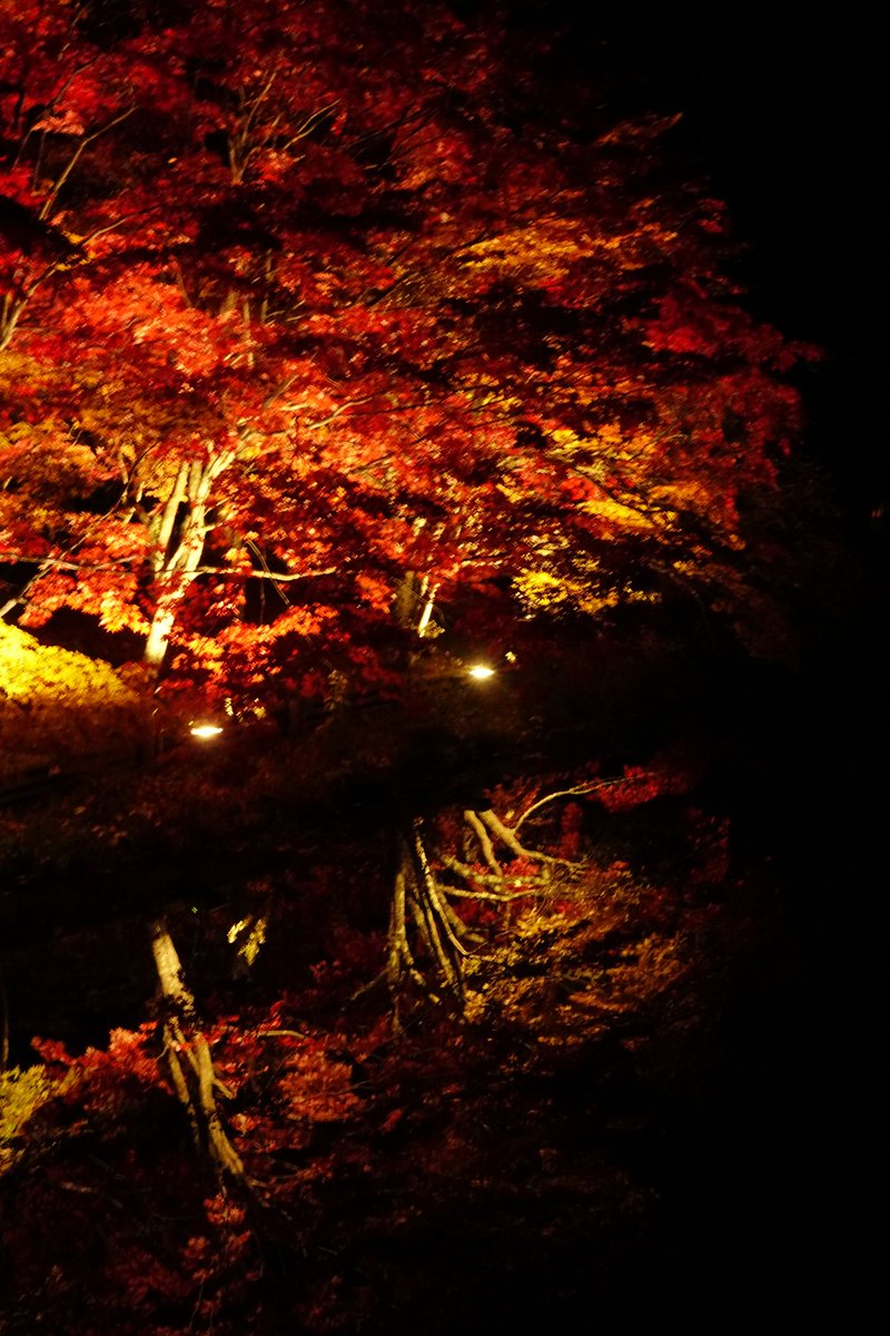nob's tweet photo. 蓼科湖、紅葉のライトアップ。 https://t.co/qkPMioJi7J