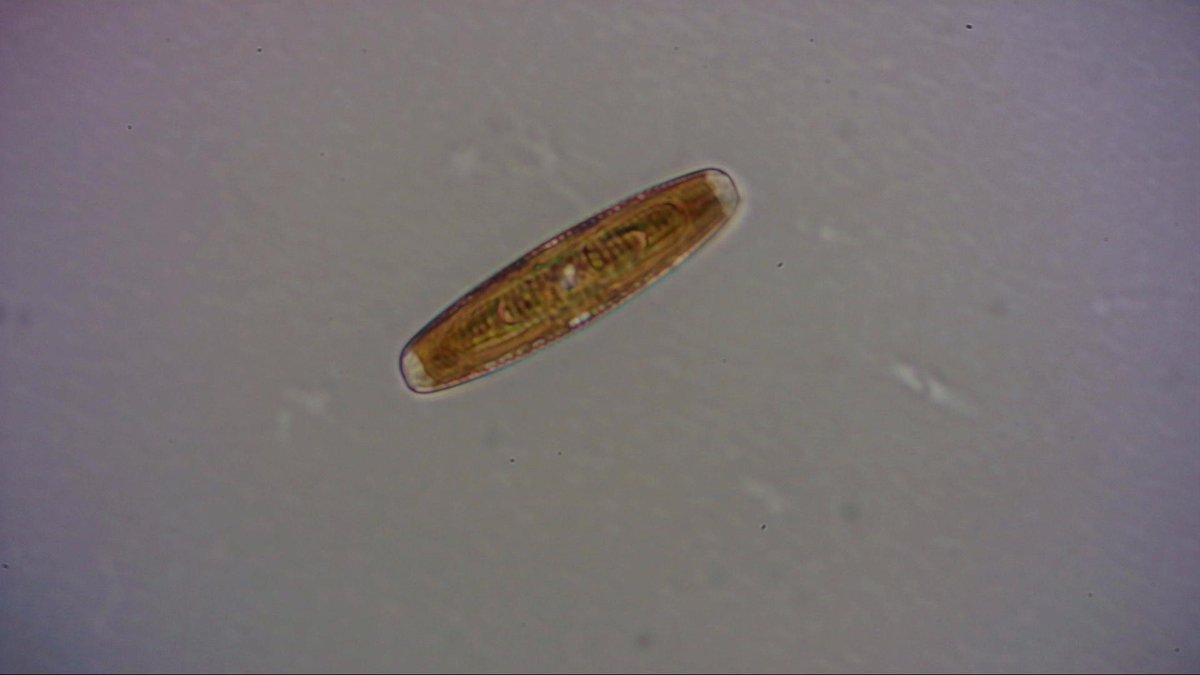 A_Lonely_Diatom's tweet photo. Some Temperate Diatoms for you today, from a seawater sample collected from West Bay, Dorset, UK. Water is a tad warmer than I am used to.
#Diatoms #Phytoplankton #Science #Microscopy #NonPolar https://t.co/sVM7OZTK48