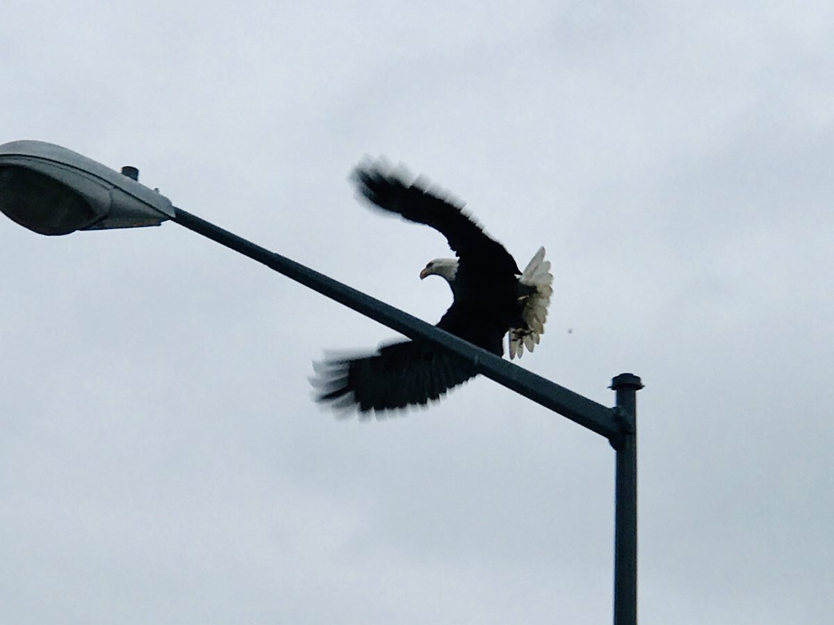 Today in Hawks around Town: “Democracy is on patrol” 
popville.com/2020/10/dc-bal…

Awesome. 11th &amp; V St NW at 8:50am.