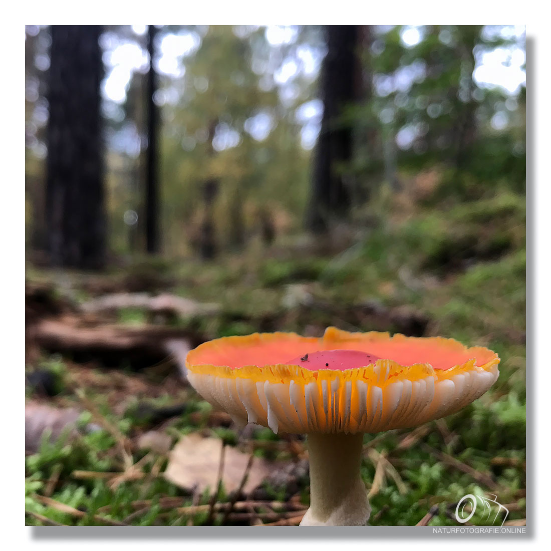 JRnaturfotos's tweet photo. Zitat: „Schön ist eigentlich alles, was man mit Liebe betrachtet.“ (Christian Morgenstern) 😍 #unterwegs #joggingrundeimwald #berlin #müggelheim #langersee #auszeitfürdieseele #ichbindannmalweg #lasstmichinruhe #keinemenschen #keineausreden #keinstress #zeitfürmich #natur ✌️ https://t.co/SeEdqsyLr7