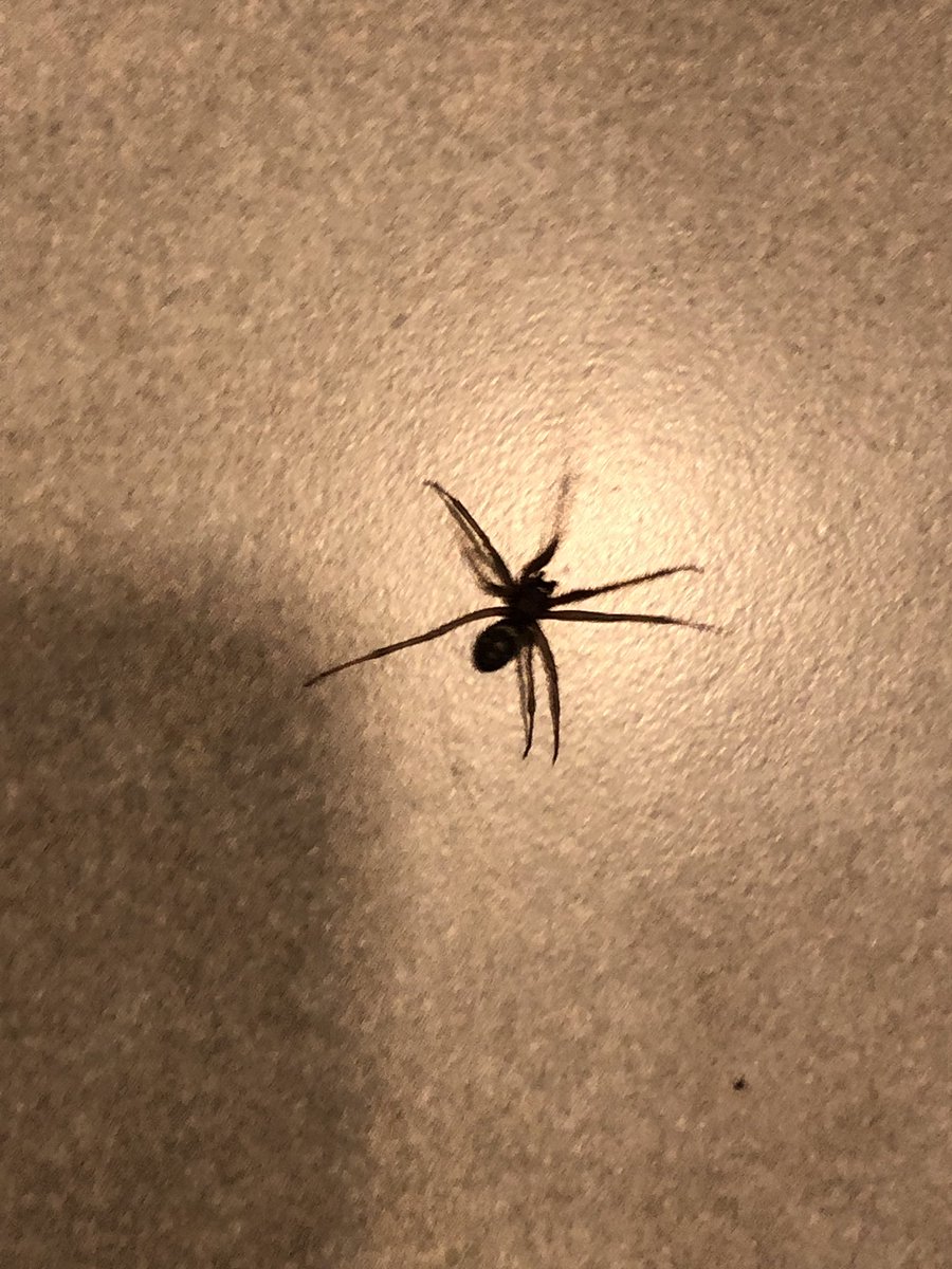 ikonomus's tweet photo. @Arachno_Cosas me podrías decir algo al respecto de esta araña? https://t.co/HnO9UOQgSn