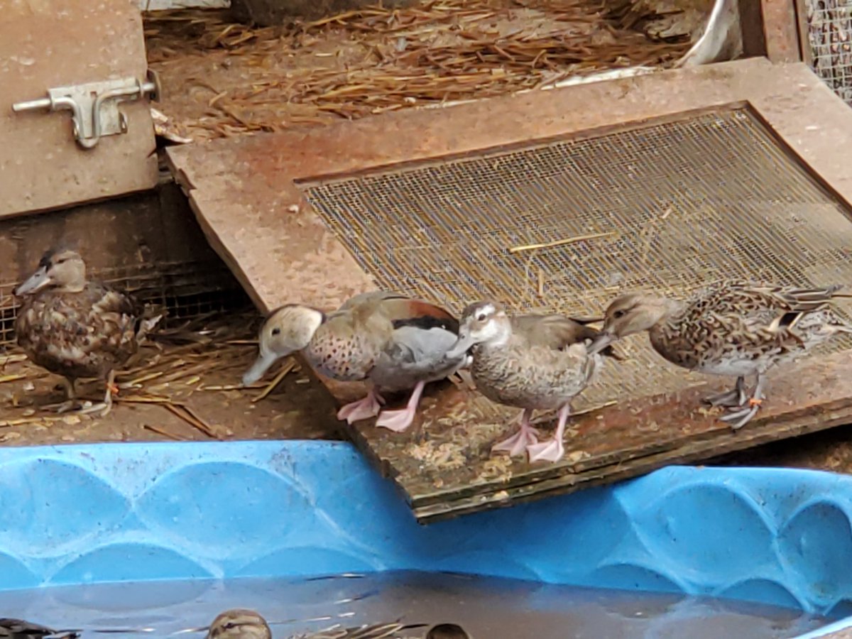 TracieWaluk's tweet photo. Our two new ring teal ducks the ones with the pink legs. I named them Lady and Tramp. https://t.co/Q3nJhUMXdA