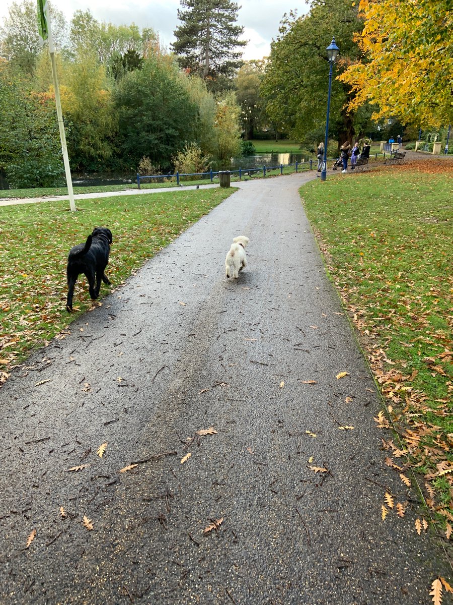 Wilsonatlarge's tweet photo. Wilson and his special friend, Larry, had a lovely wander round Herschel Park on Monday. The trees and leaves are stunning at this time of year. @KimHanger @missbakerfsw @St_MarysPrimary @RaeCX https://t.co/W8vrnvf8Pl