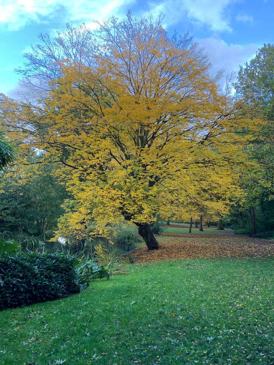 Wilsonatlarge's tweet photo. A blue sky, colourful trees, leafy carpets and happy dogs.
@SloughCouncil #Sloughparks #autumnleaves #autumncolours https://t.co/2xePUNlPKU