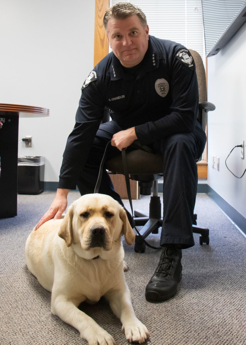 Meet Chloe, WPD's new therapy-dog-in-training.  Chloe (seen here with Chief Chandler) will be partnered with DARE Officer Mark Wojciechowski (Officer Wojo).
Chloe is our first therapy K9, and will help comfort victims of trauma as well as educate and interact with the community.
