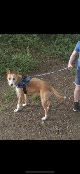 millypod1's tweet photo. ๐LEO HIT BY CAR & RAN. LOCAL HELP NEEDED๐ข
#Lost #ScanMe #Tagged
Blonde & White Portuguese Podengo Male
Rosemary Lane #Blackwater #Camberley #Surrey #GU17
SIGHTINGS PLZ โ๏ธ07909903191
https://t.co/tkiTHQOIeN https://t.co/6ESunstluO