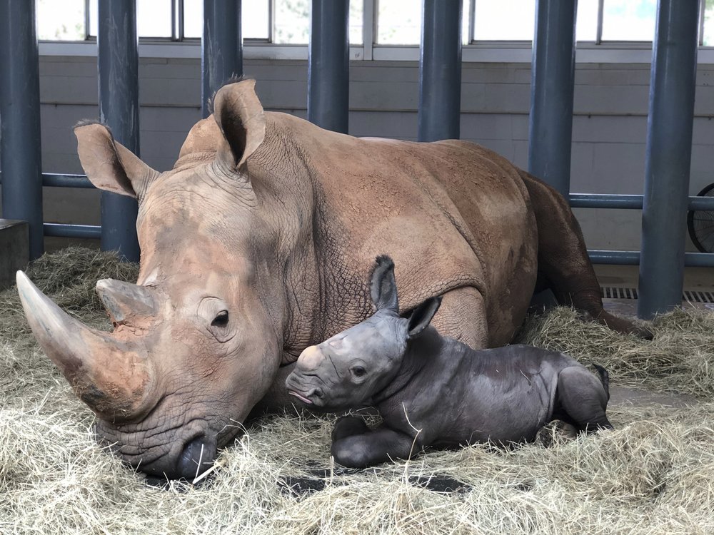 PlanningOrlando's tweet photo. Incluso en tiempos dificiles, la vida sigue en Disney's Animal Kingdom en Disney World😀❤️🧡💛💚💙💜

Bienvenidos Kendi (un baby rinoceronte de 68 kgs), un cerdo hormiguero llamado Karanga y una baby jirafa de ¡73kgs al nacer! https://t.co/uSIS6t35wD