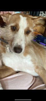millypod1's tweet photo. ๐LEO HIT BY CAR & RAN. LOCAL HELP NEEDED๐ข
#Lost #ScanMe #Tagged
Blonde & White Portuguese Podengo Male
Rosemary Lane #Blackwater #Camberley #Surrey #GU17
SIGHTINGS PLZ โ๏ธ07909903191
https://t.co/tkiTHQOIeN https://t.co/6ESunstluO