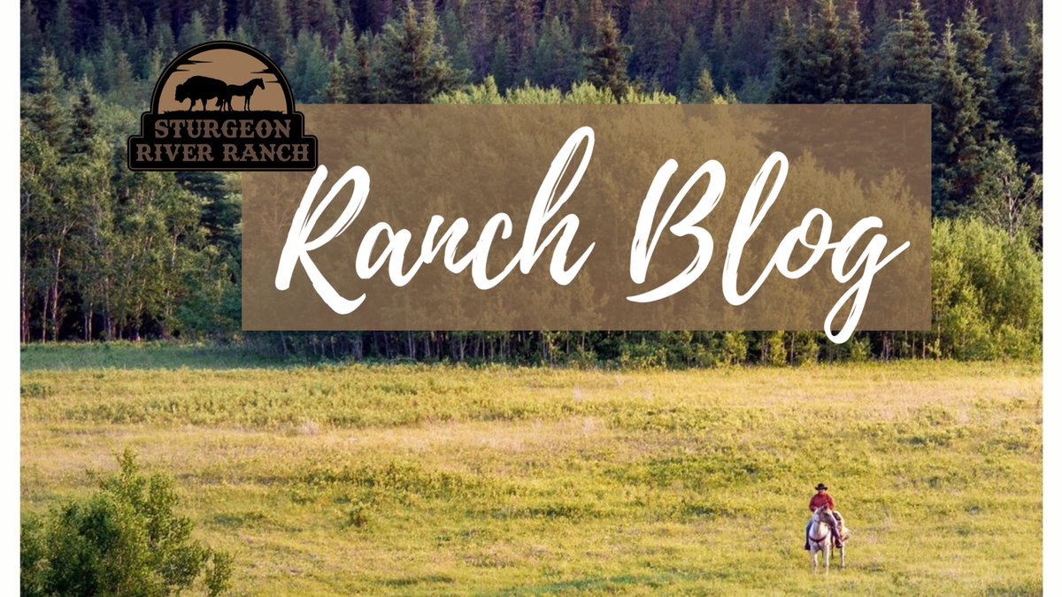 RanchAdventures's tweet photo. WE HAVE A BLOG !!
Read our first blog post: https://t.co/pvSn7WXm06

Visit Our Website For More Details and To Book

Your Riding Adventure Starts Here 
#Horses #HorseBackRiding #riding #trailrides #Saskatchewan #SturgeonRiverRanch @Saskatchewan
#Ranch https://t.co/BRdGqc45ue
