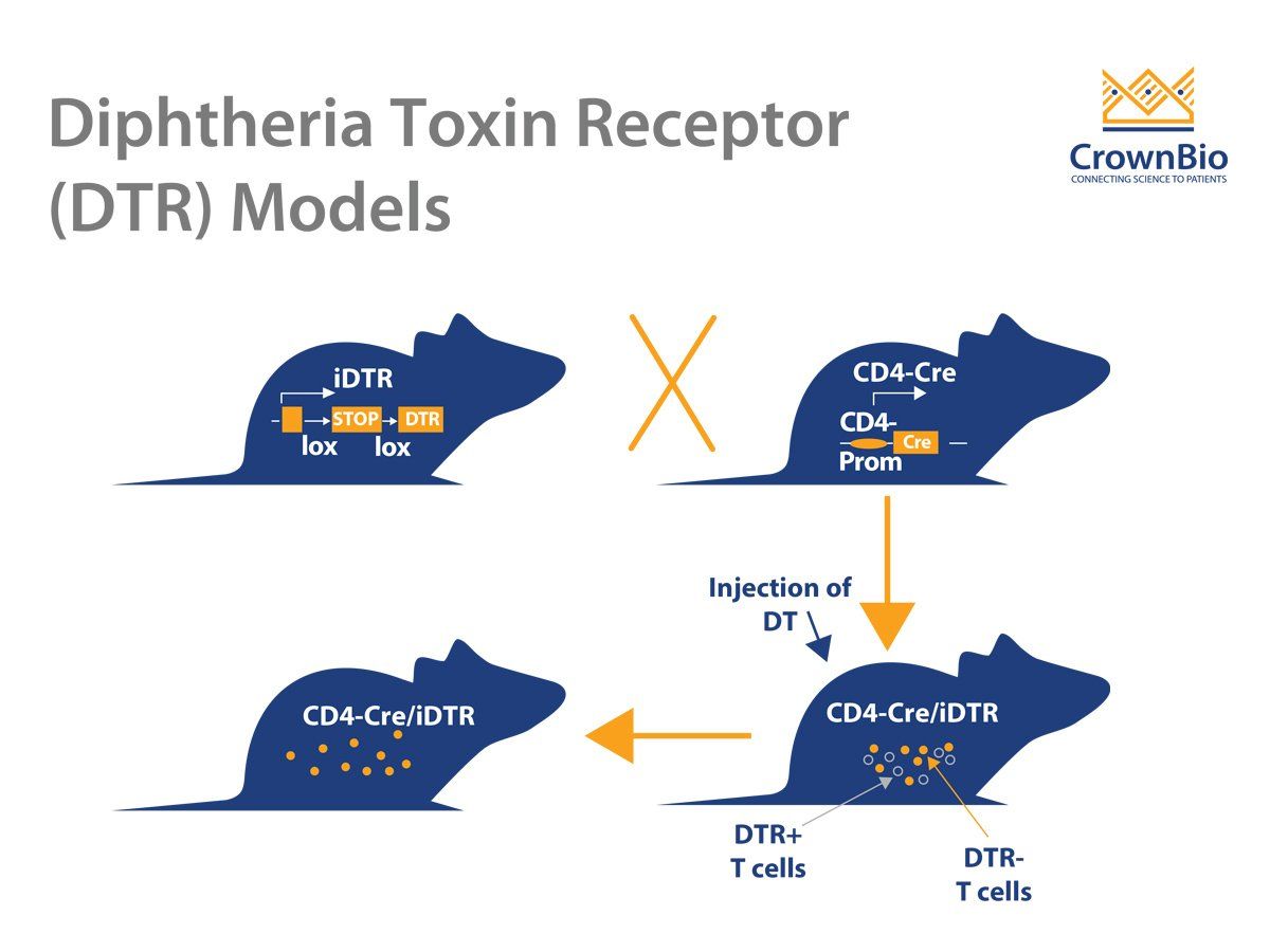 crownbioscience's tweet image. #Oncologyblog: Using #ImmuneCell Depletion and Diphtheria Toxin Receptor (DTR) #MouseModels for Immunotherapy Studies buff.ly/3dsCcjJ