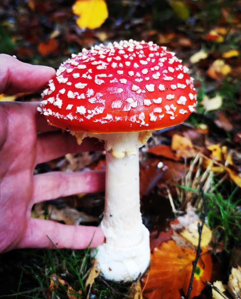 thorogoodchris1's tweet photo. Do you ever see something so beautiful, it sends a bolt of electricity through you? These fly agaric mushrooms did today at Harcourt Arboretum. https://t.co/3ZsxeiOx3g
