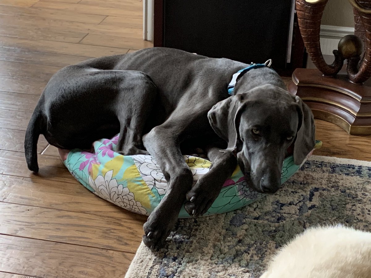 HWeimaraner's tweet photo. No matter how much I keep growing I still fit perfectly on my bean bag! #Weimaraner https://t.co/Ar8DB4nzny