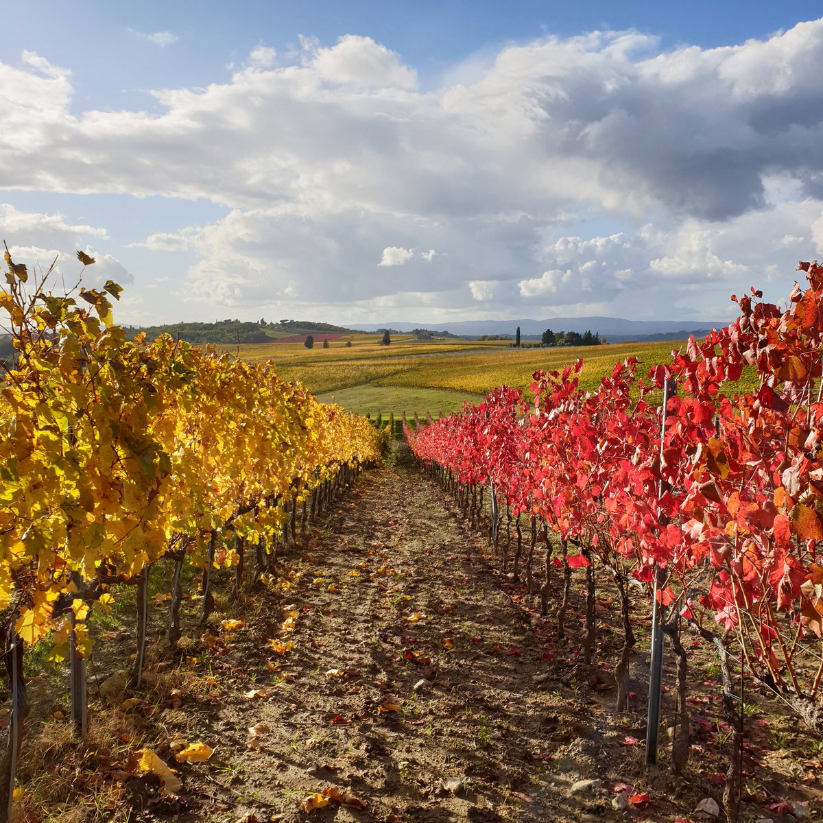 Lornano Chianti Classico (@lornanochianti) on Twitter photo Our rows begin to wear different autumn colors 🍂🍁
<a href="/chianticlassico/">Chianti Classico</a> #chianticlassico #lornano #lornanochianticlassico Our rows begin to wear different autumn colors 🍂🍁
<a href="/chianticlassico/">Chianti Classico</a> #chianticlassico #lornano #lornanochianticlassico