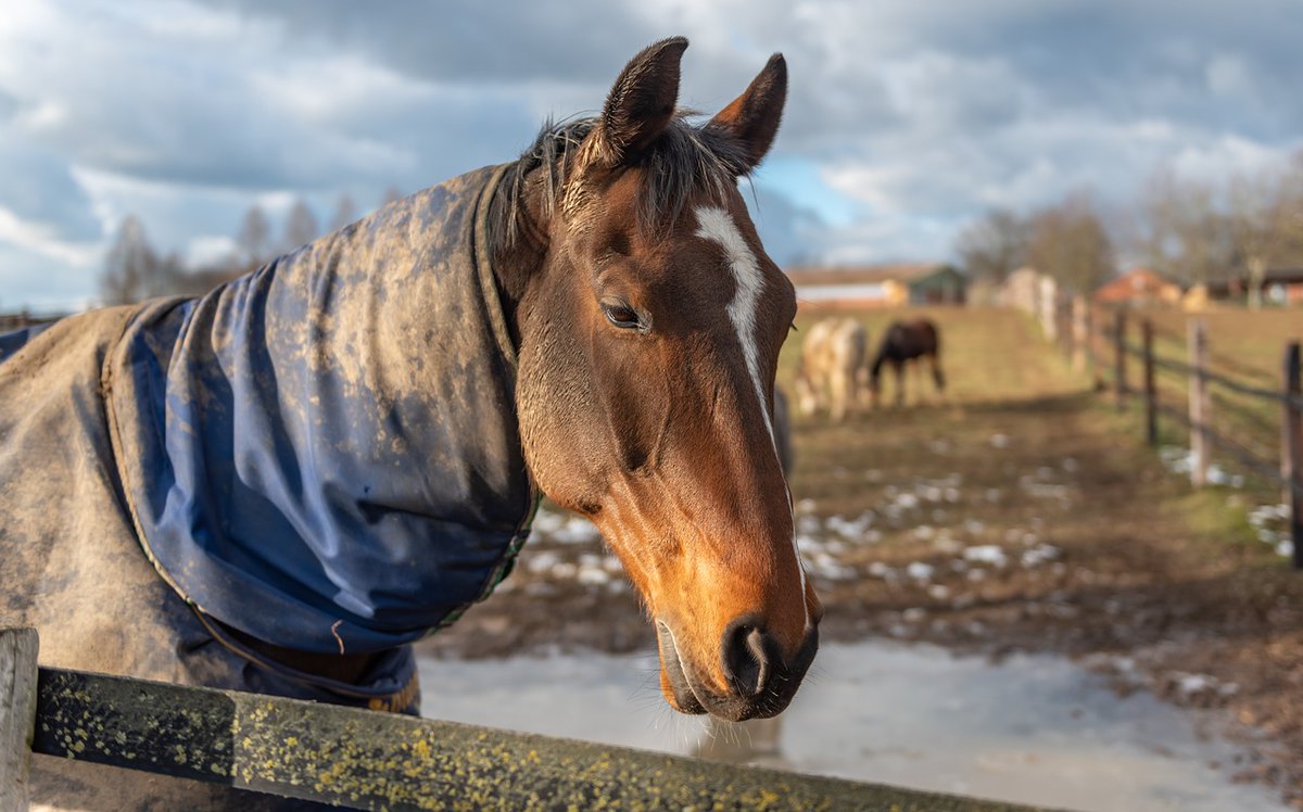 Square House Kennels tweet media